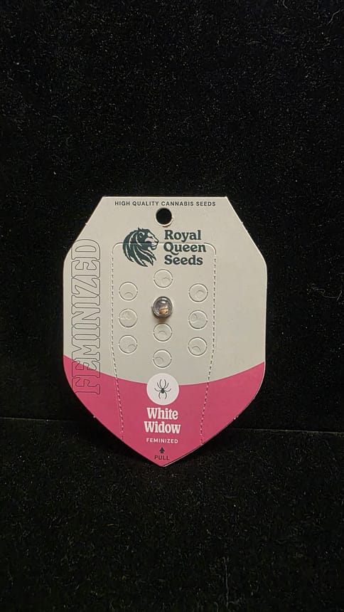 Feminized Seeds - White Widow FEM