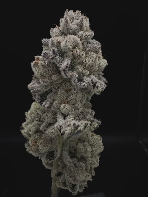 BLUE SHELF DELI FLOWER - CADILLAC RAINBOW