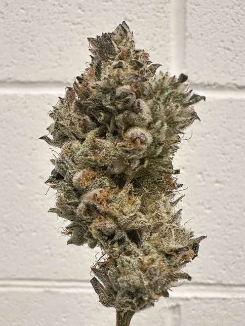 Alt Sol | Petro Potion | 3.5g