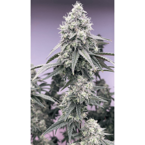 Apple Colada by Stoned Cold Cannabis