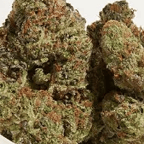 PENROSE - STRAWBERRY COLUMBINES - BULK SILVER TIER BUD