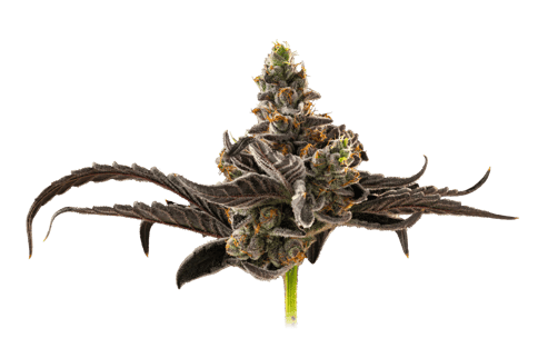 Illemonati | 3.5g