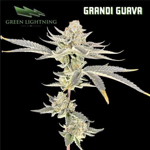 Grandi Guava - Smalls (7g)