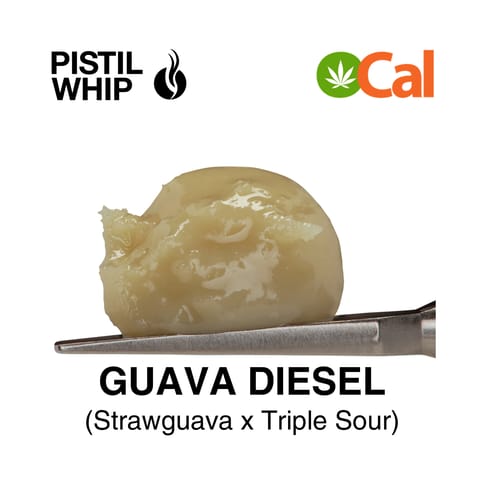 PISTIL WHIP - ROSIN BADDER - GUAVA DIESEL - 1G
