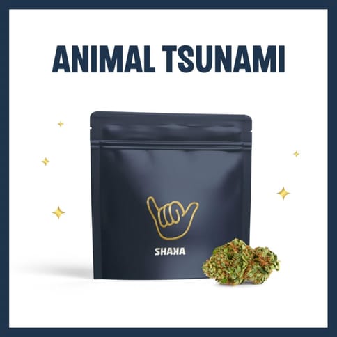 Animal Tsunami