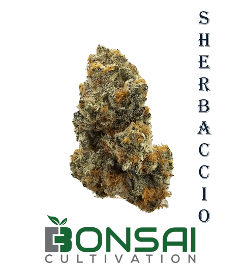 Sherbaccio (S/H) By Bonsai