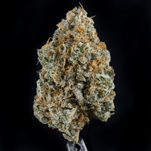 RD - PURPLE AK BULK PLATINUM TIER BUD