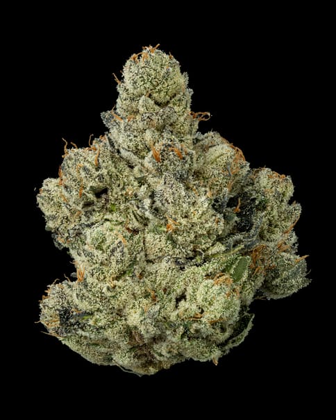 Gastopia, Flower, 28g Smalls
