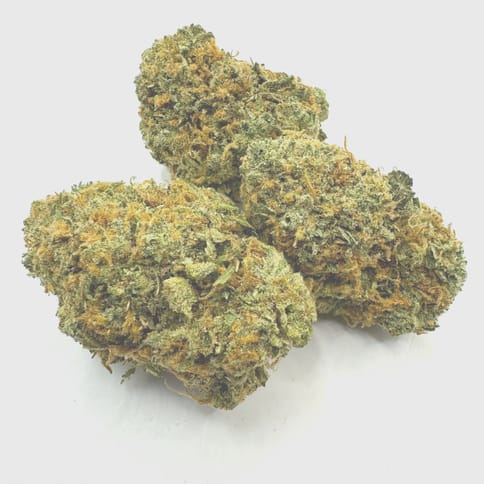 Bok Gasonade- Buds