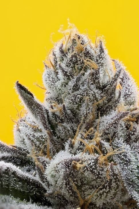 710 LABS - INDOOR FLOWER - THE SWEETIES #7 - 3.5G