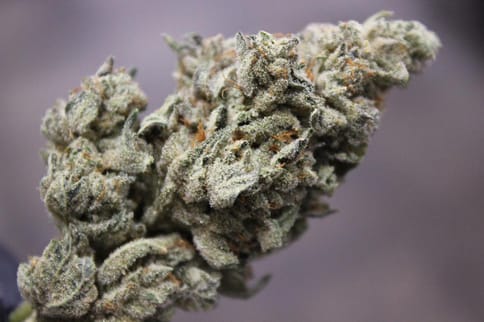 Gorilla Glue #4