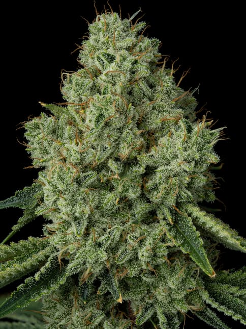 Stardawg, Flower - 28g smalls