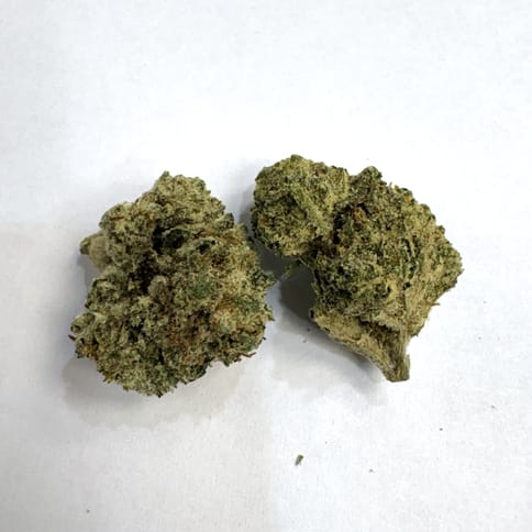 Mango (Pistil Pioneers)