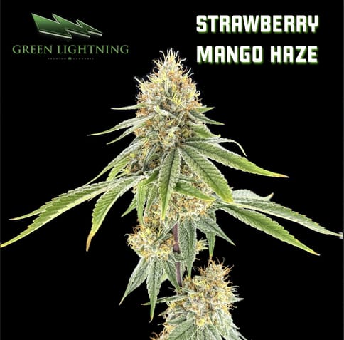 Strawberry Mango Haze (3.5g)