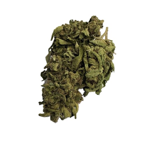 Black Cherry Lotus (Future Farms)