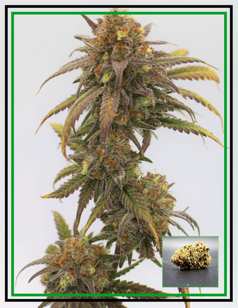 Buds - Emerald Triangle