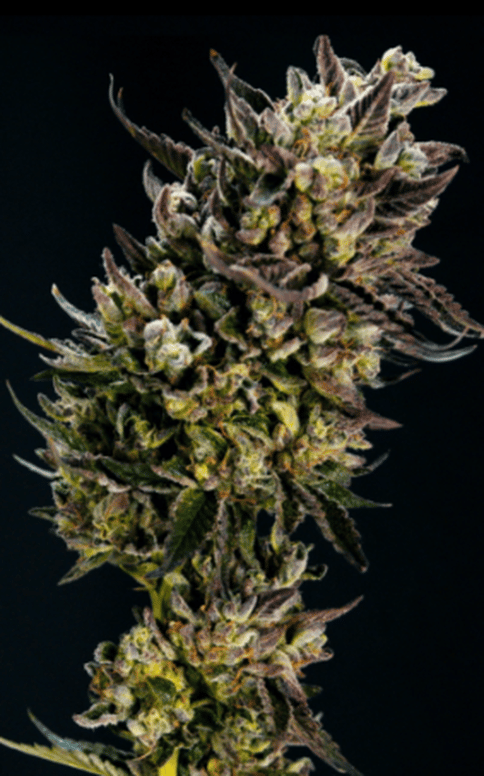 Pie Scream by Animas Cannabis