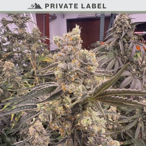 BananaCane - Photo Fem