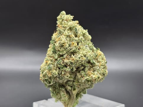 GRANT PHARMS - ORANGUTAN TITTIES - BULK GOLD TIER BUD