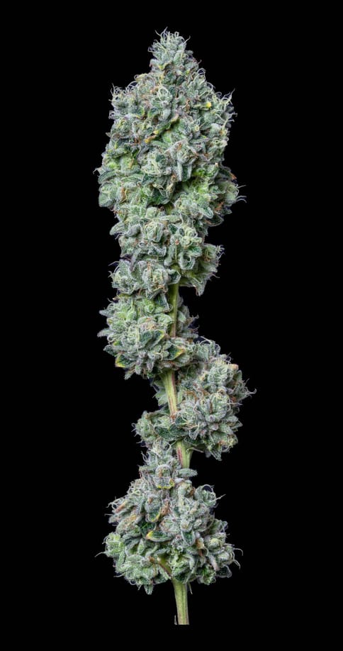 Alt Sol | Gelatti Mints | 1g