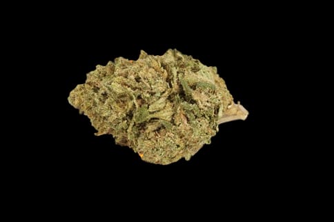 Snow G - Buds