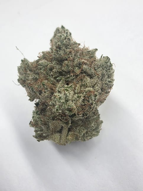 Tao Gardens | True Glue