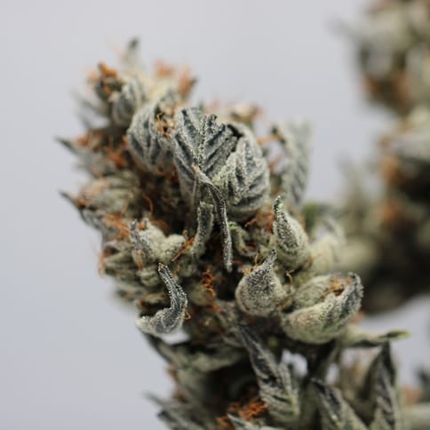 Blue Glacier Kush | Hybrid - | Quarter