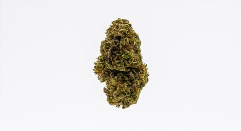 ACDC Cookies 1:1 (East Fork Cultivars)