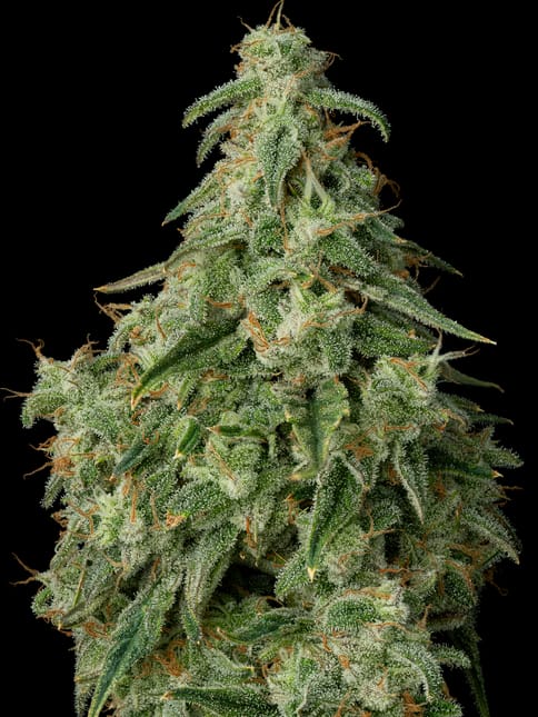 Cheesy Poofs, Flower - 3.5