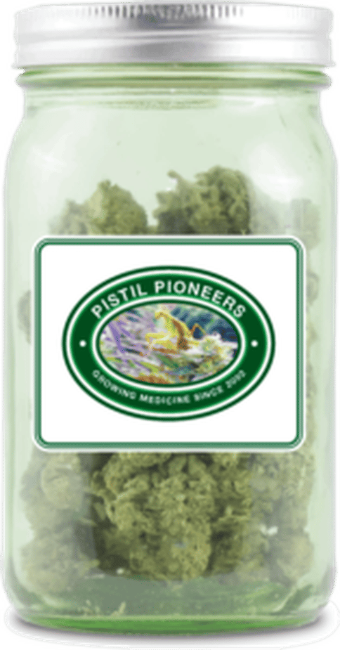 Mango B-Buds (Pistil Pioneers)