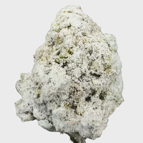 (REC) Rainbow Zkittlez (Snowballs)