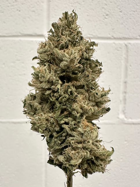 Choof | Chem Bandana | 3.5g
