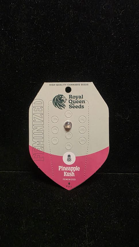 Feminized Seeds - Pineapple Kush FEM