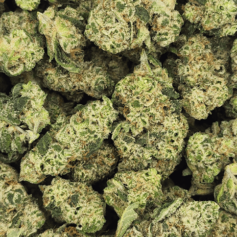 Jack The Ripper Bulk Flower