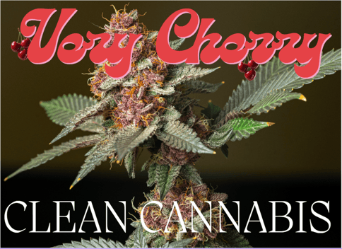 Very Cherry Flower Clean Cannabis