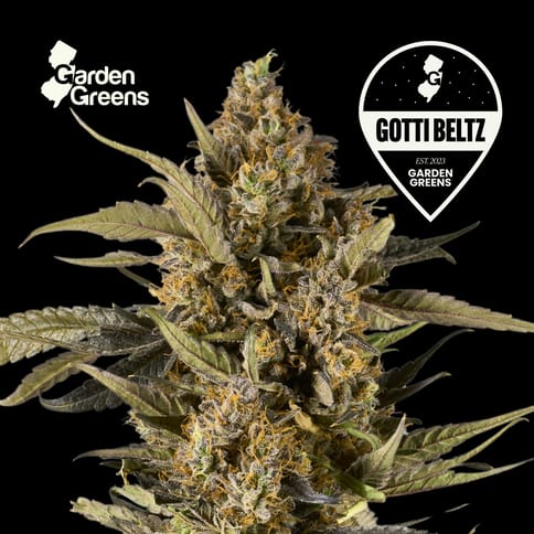 Gotti Beltz 14G