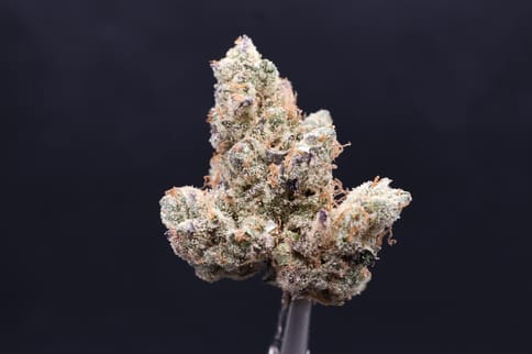 GMO (Deep Creek)