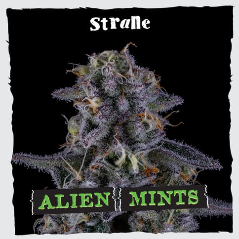 Strane | Flower | - Alien Mints | 3.5g Bag