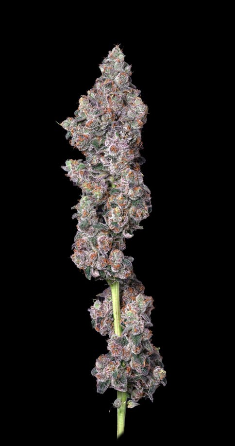 Alt Sol | Vice City | 3.5g