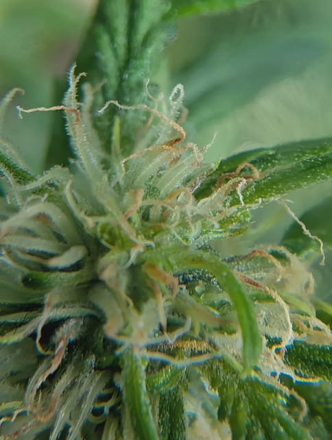 Orion - Premium Flower 3.5g