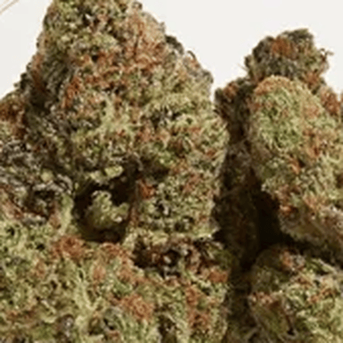 HAYLOW - PROJECT 4516XWHITE HOT GUAVA - BULK GOLD TIER BUD
