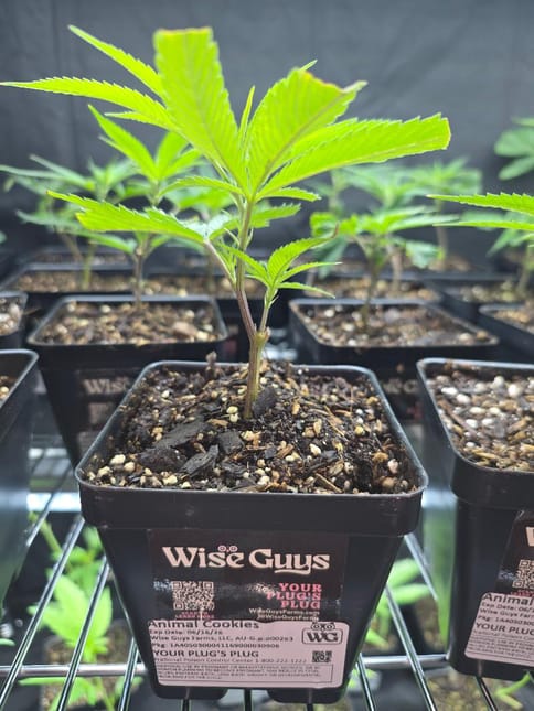 Animal Cookies Clone | Wise Guys