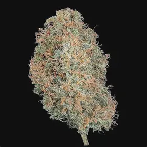Fog Dog | 3.5g