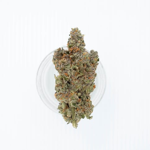 Meowy Jane | Obama Runtz 7 Grams