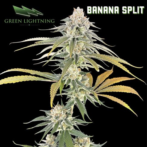 Banana Split - Smalls (7g)