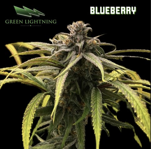 Blueberry (3.5g)