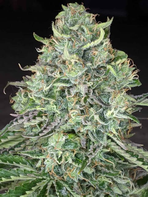 Apothecare Certified Organic Sour Diesel