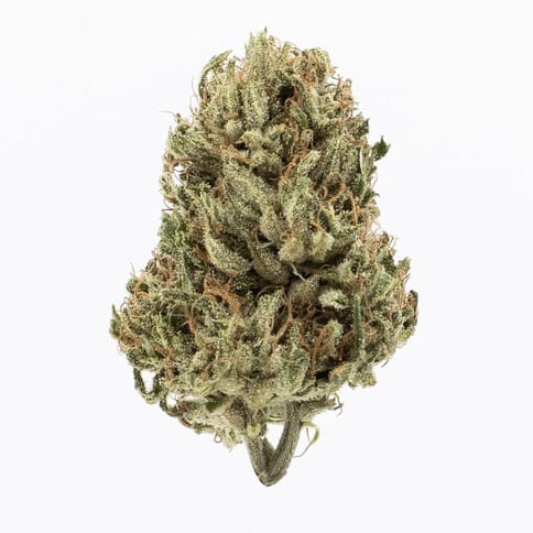 Maggie's Farm | Popcorn | Clementine Kush | H | 28g