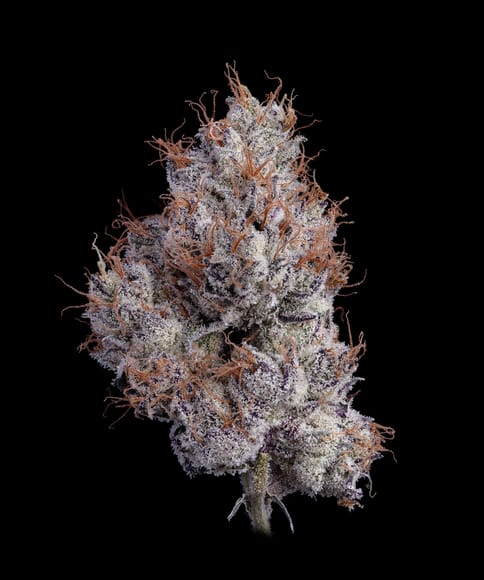 Blue Zushi | Premium Flower - | 7g