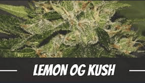 Lemon Og Flower Ridgetop Farm
